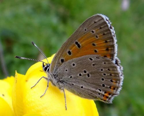 Réf. 295 476 : Lycaena hippothoe